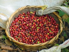 Mittelamerika, Costa Rica, Nicaragua, Panama: Mundo Verde - Fruchtkorb
